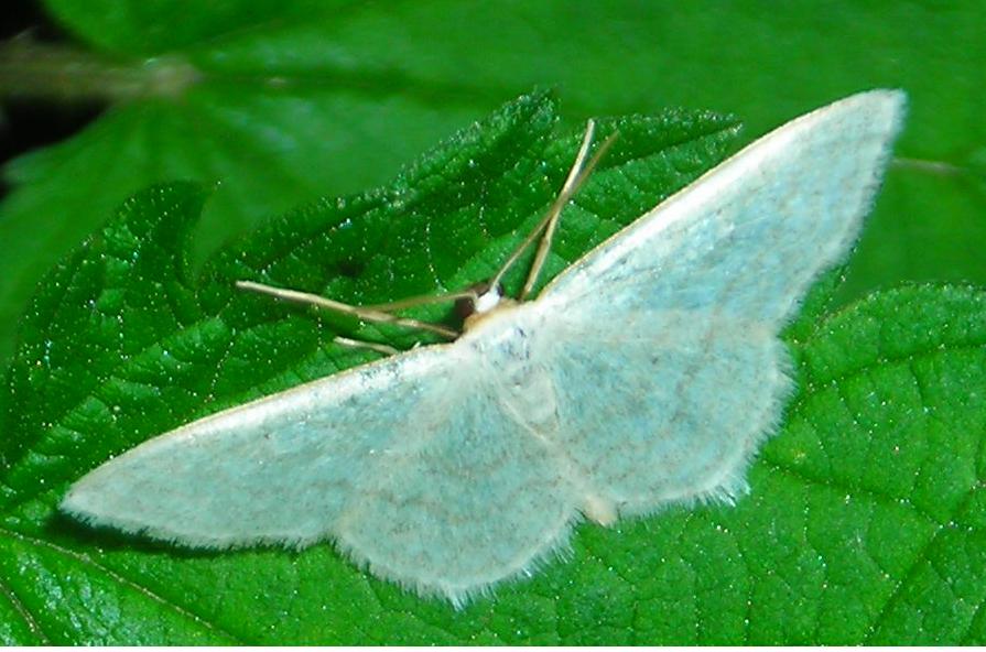 Falena da ID